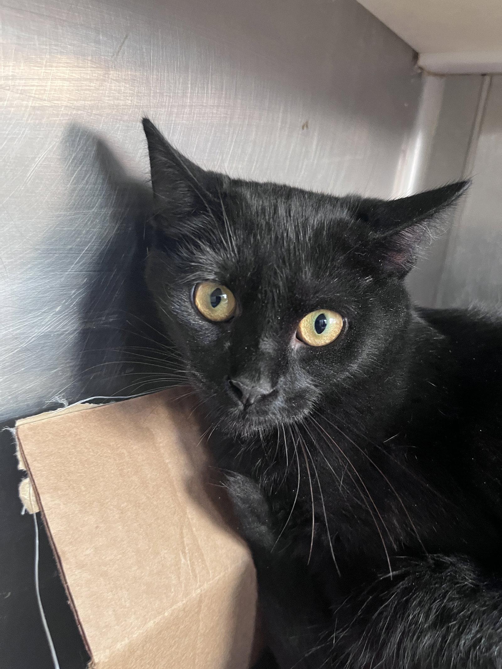 Enlarge Daya, a Adoptable Domestic Short Hair in Carrollton, GA image 1/3