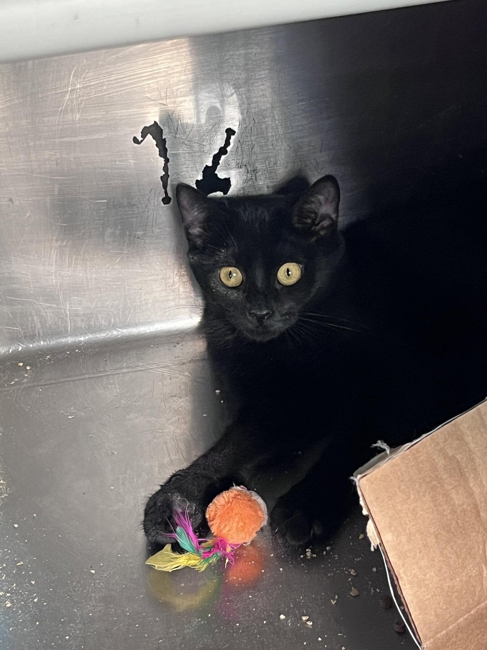 Enlarge Daya, a Adoptable Domestic Short Hair in Carrollton, GA image 2/3