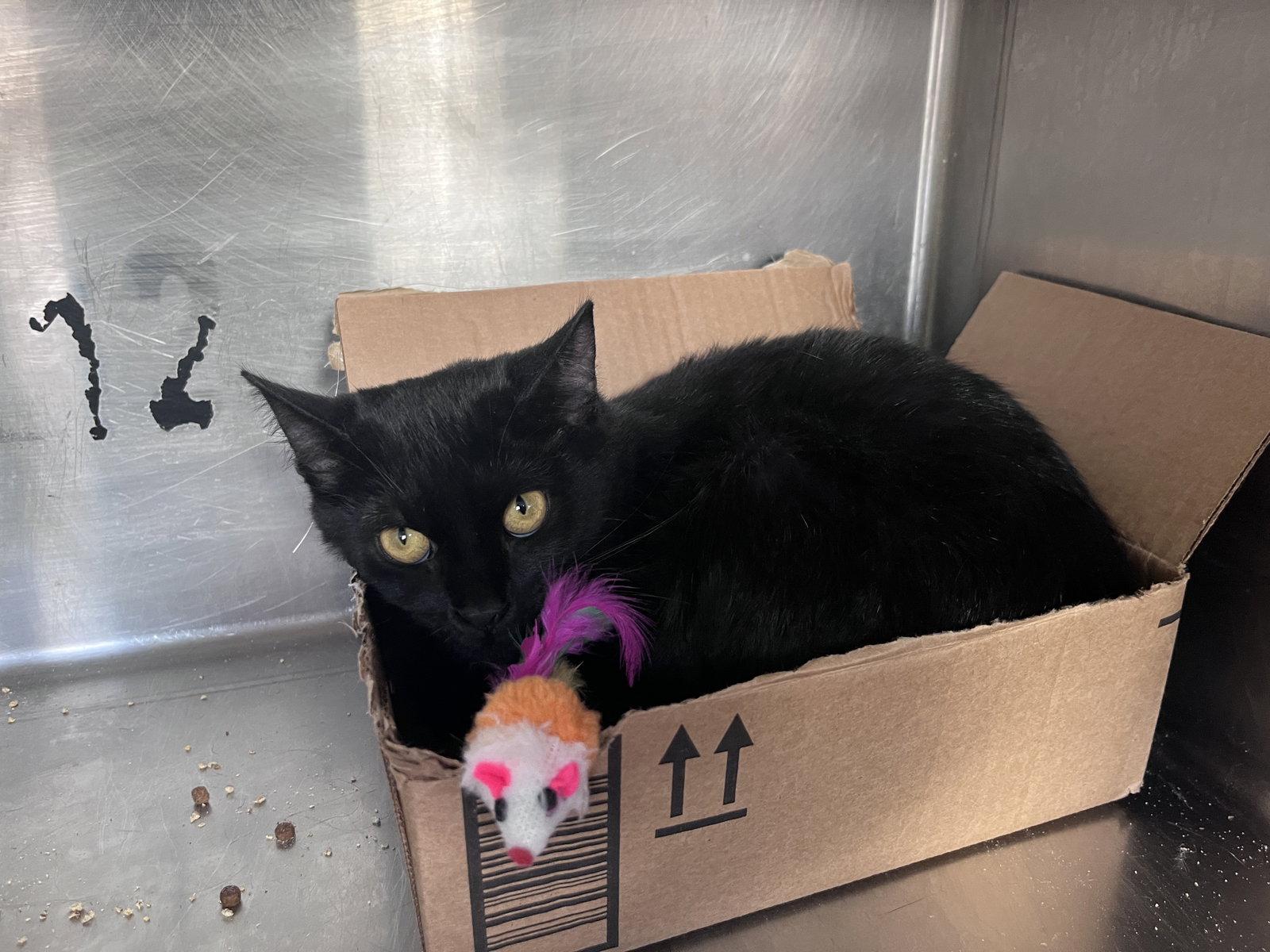 Enlarge Daya, a Adoptable Domestic Short Hair in Carrollton, GA image 3/3