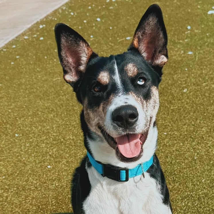 Enlarge Irene - Lonely Hearts Club, an adoptable mixed breed in Hays, KS image 1/6