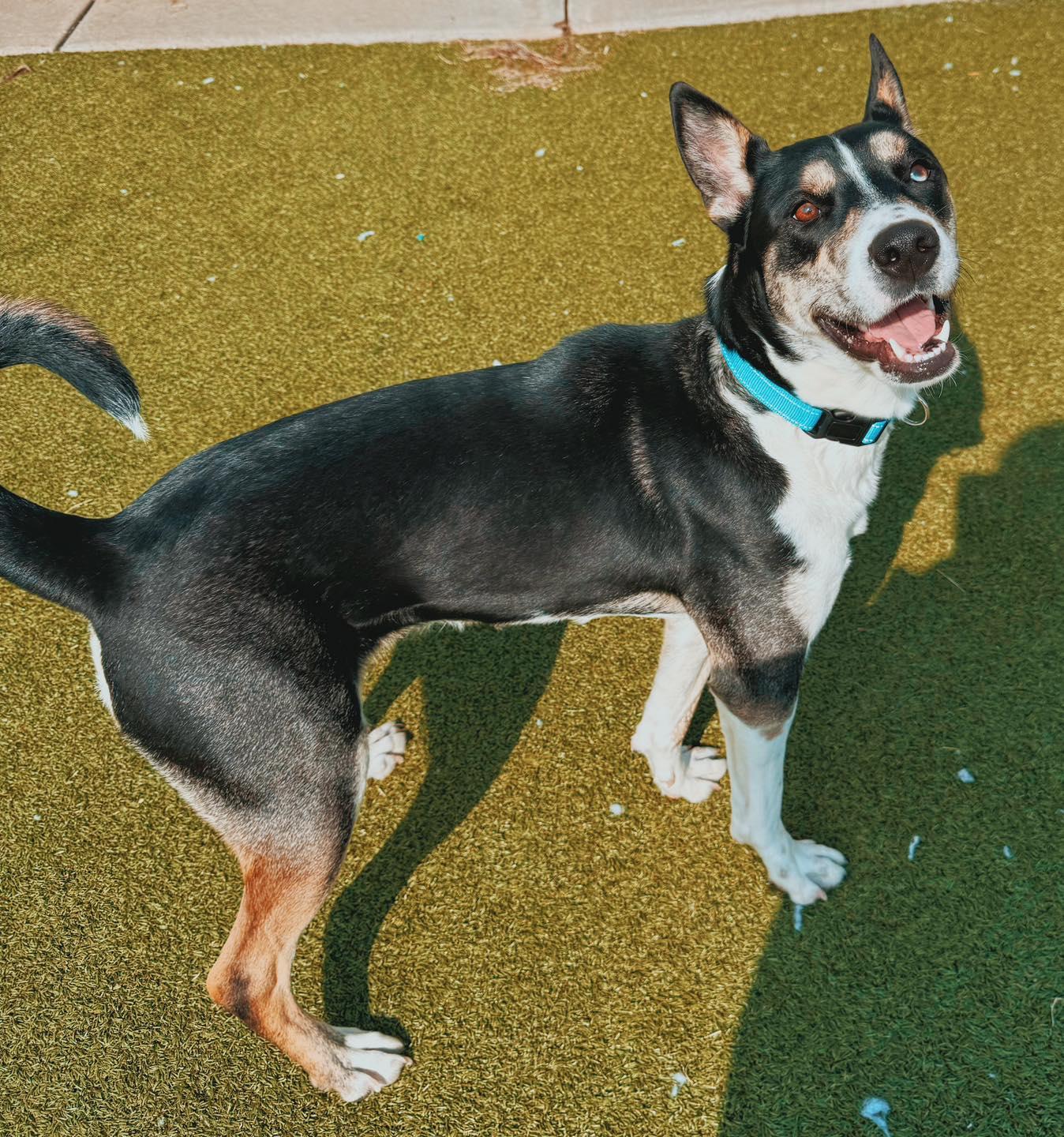 Enlarge Irene - Lonely Hearts Club, an adoptable mixed breed in Hays, KS image 3/6