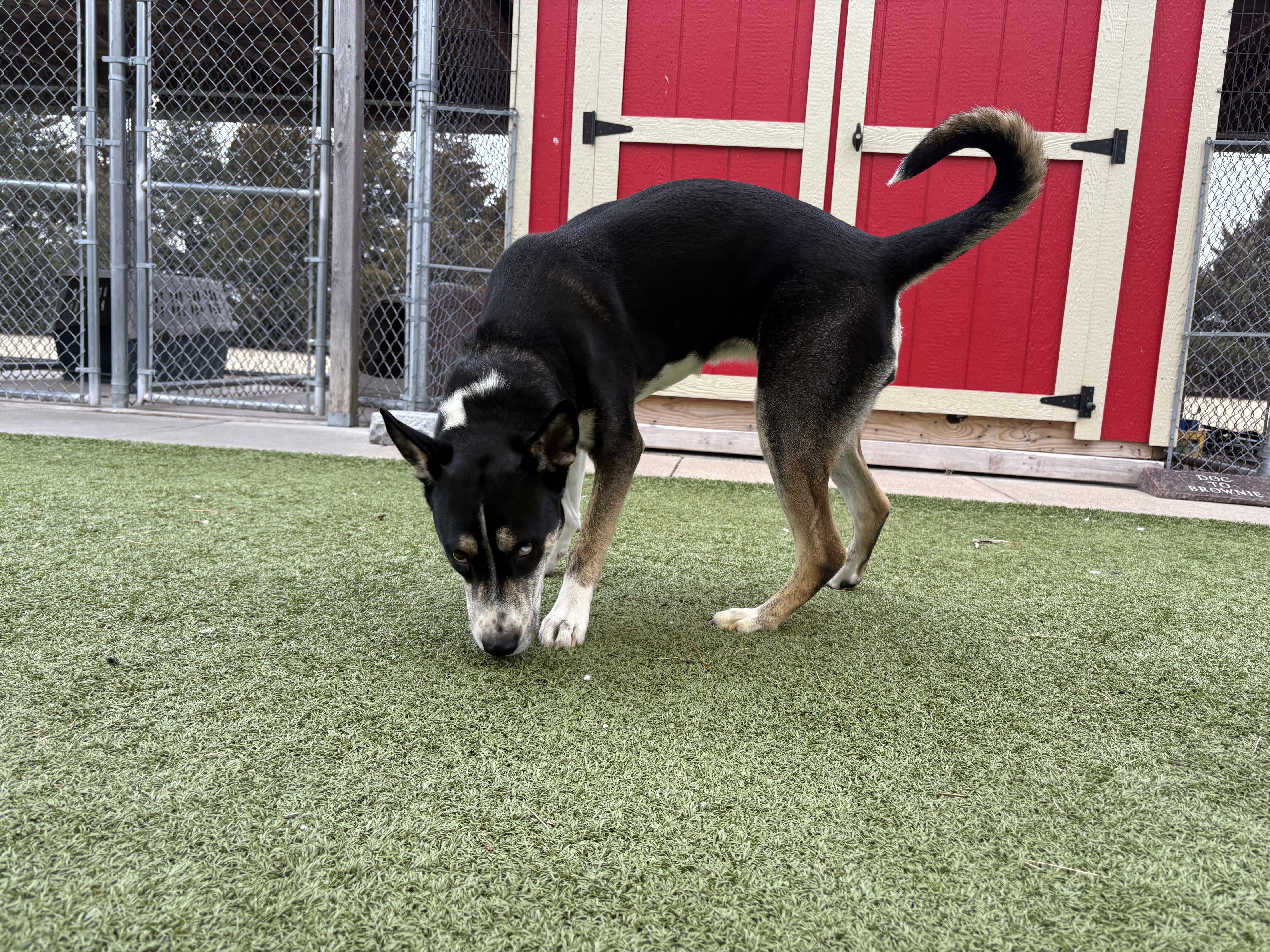 Enlarge Irene, an adoptable mixed breed in Hays, KS image 1/6