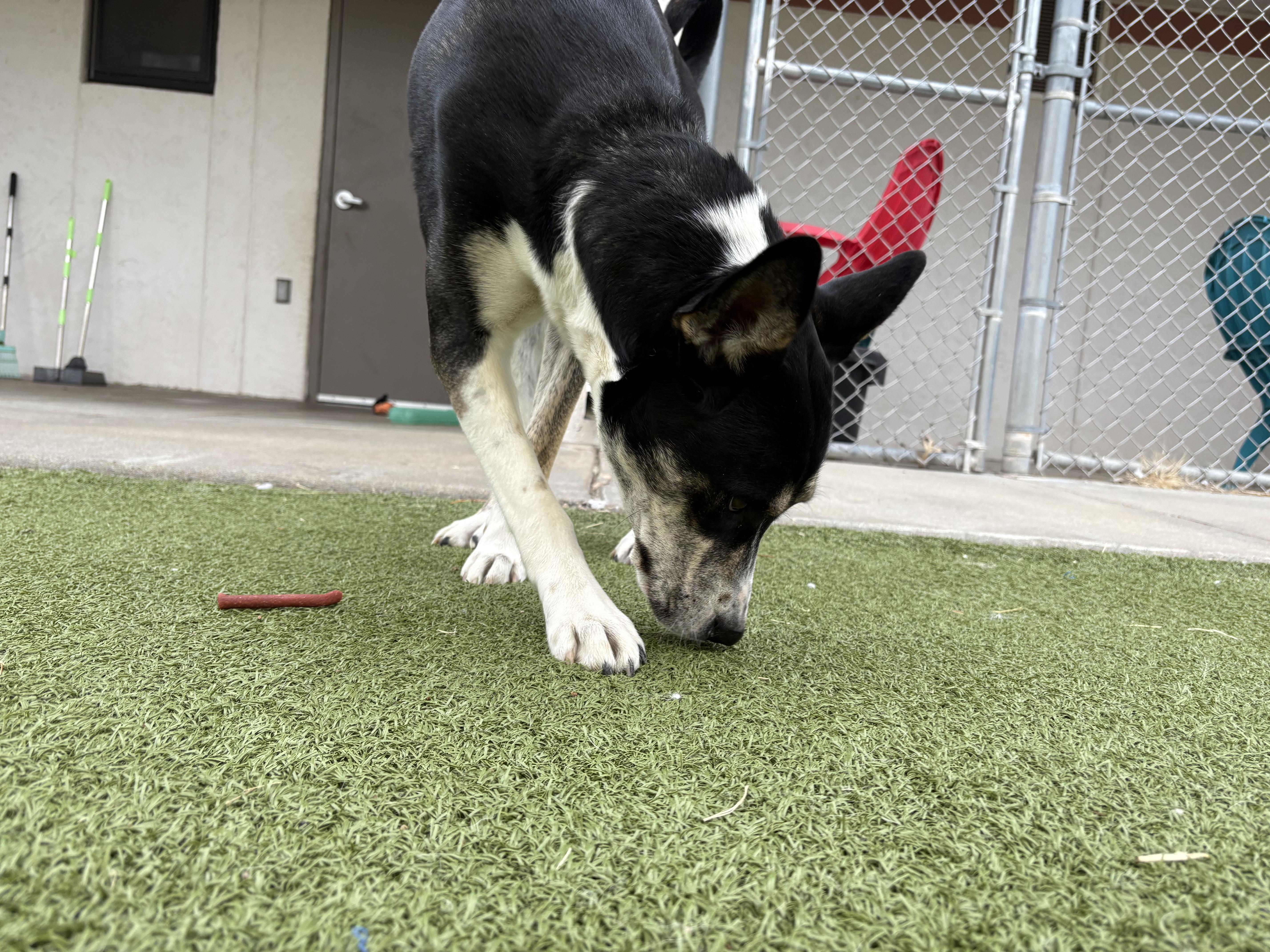 Enlarge Irene, an adoptable mixed breed in Hays, KS image 2/6