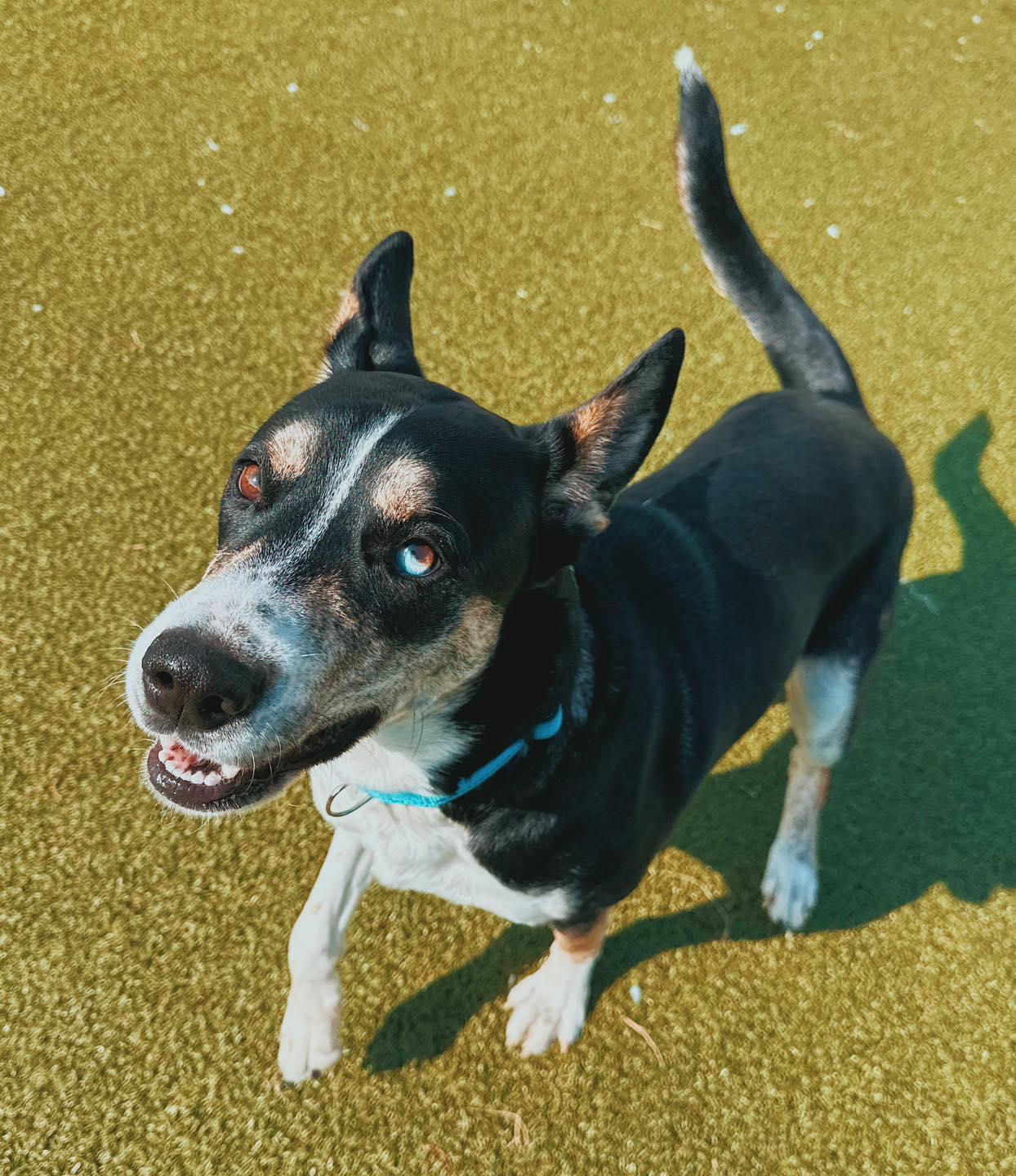 Enlarge Irene - Lonely Hearts Club, an adoptable mixed breed in Hays, KS image 6/6