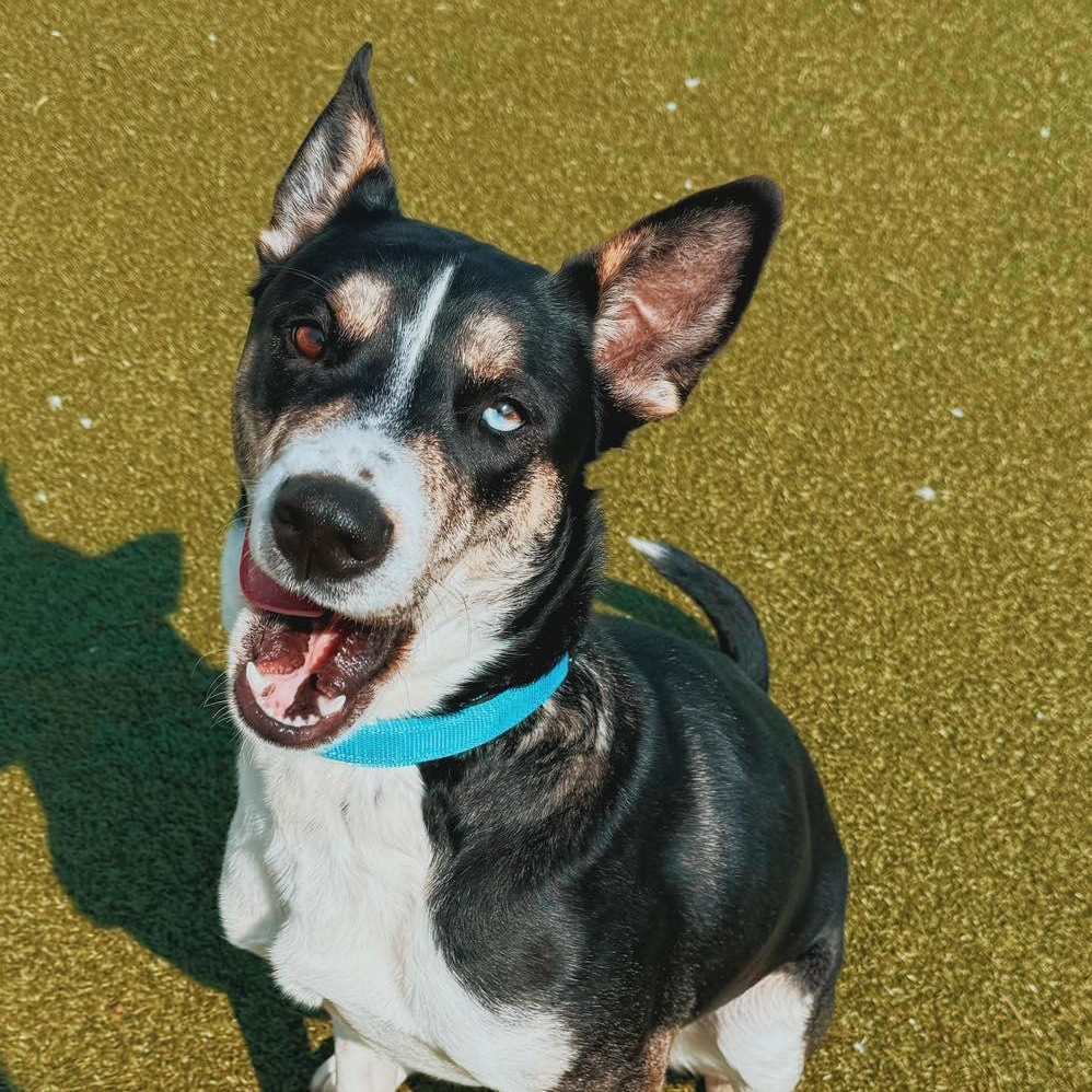 Enlarge Irene - Lonely Hearts Club, an adoptable mixed breed in Hays, KS image 5/6