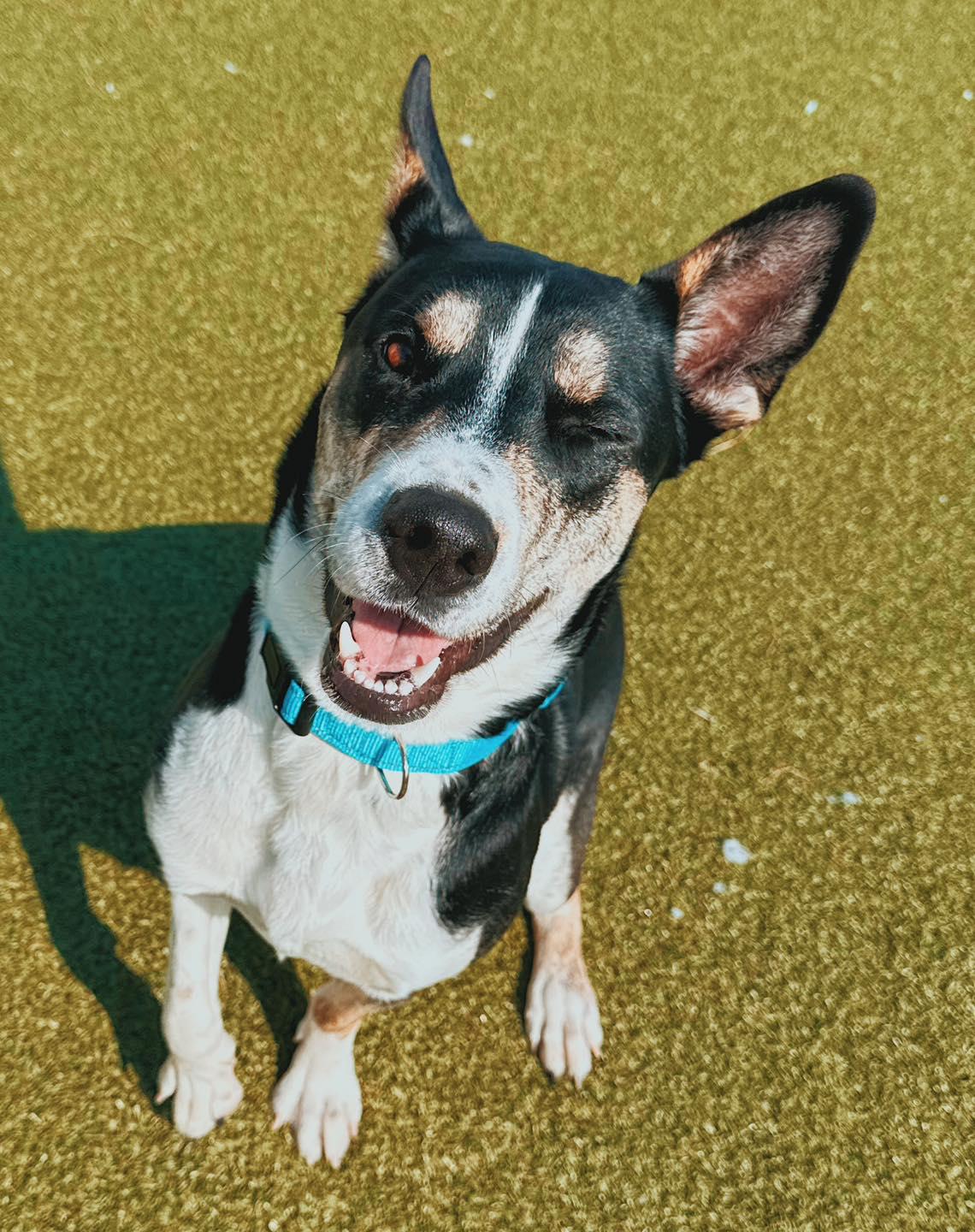Enlarge Irene - Lonely Hearts Club, an adoptable mixed breed in Hays, KS image 4/6