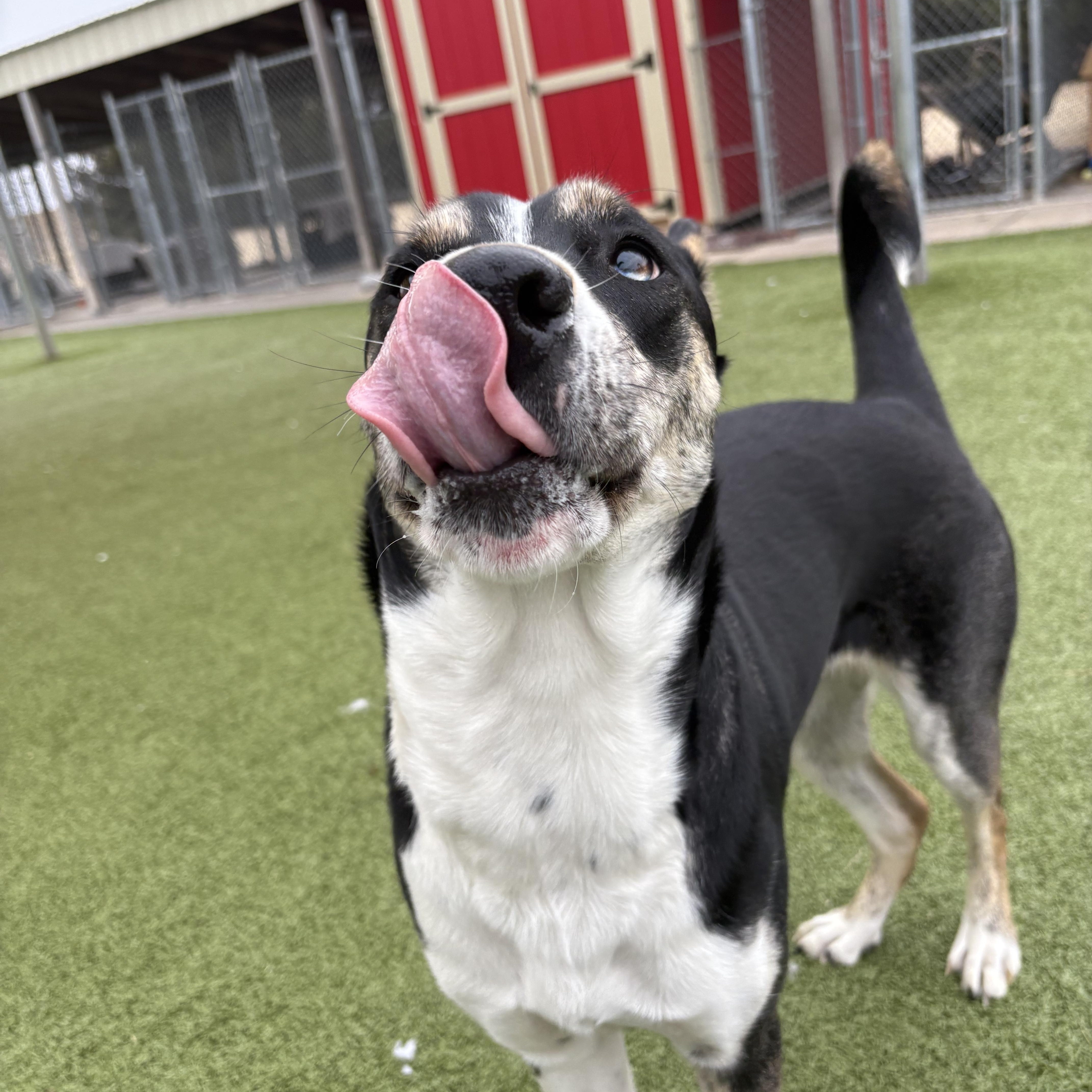 Enlarge Irene, an adoptable mixed breed in Hays, KS image 5/6
