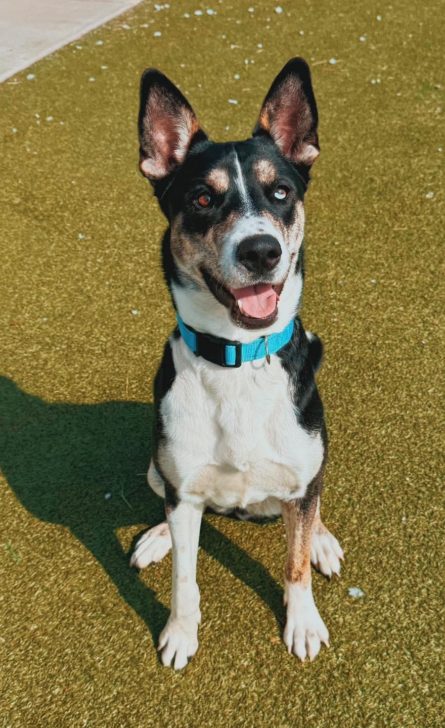 Enlarge Irene - Lonely Hearts Club, an adoptable mixed breed in Hays, KS image 2/6
