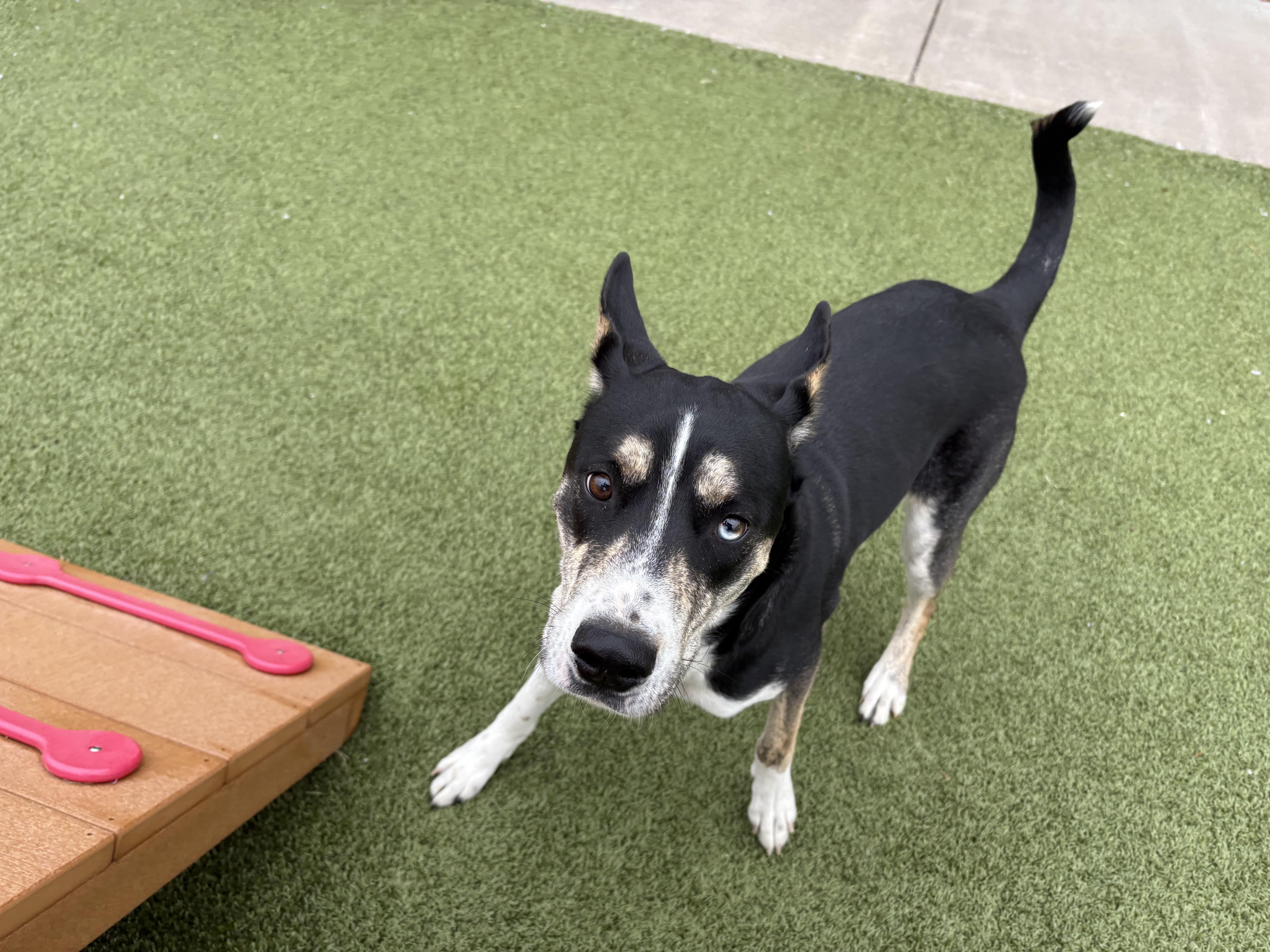 Enlarge Irene, an adoptable mixed breed in Hays, KS image 3/6