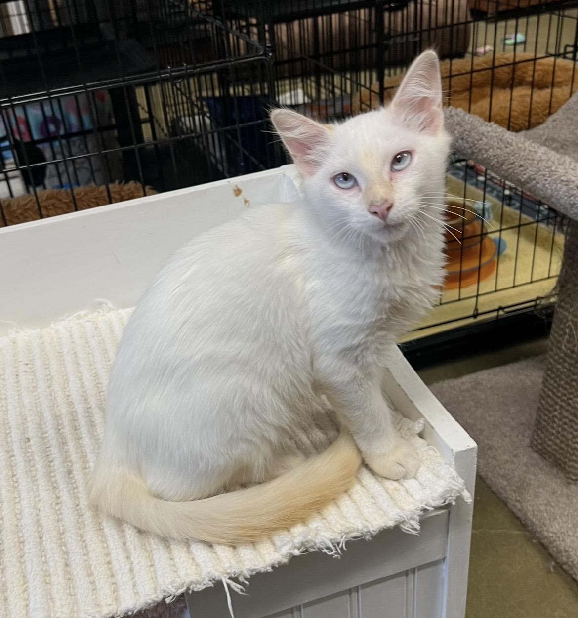 Rhett, a Adoptable mixed breed in Hillsboro, TX image 1/3