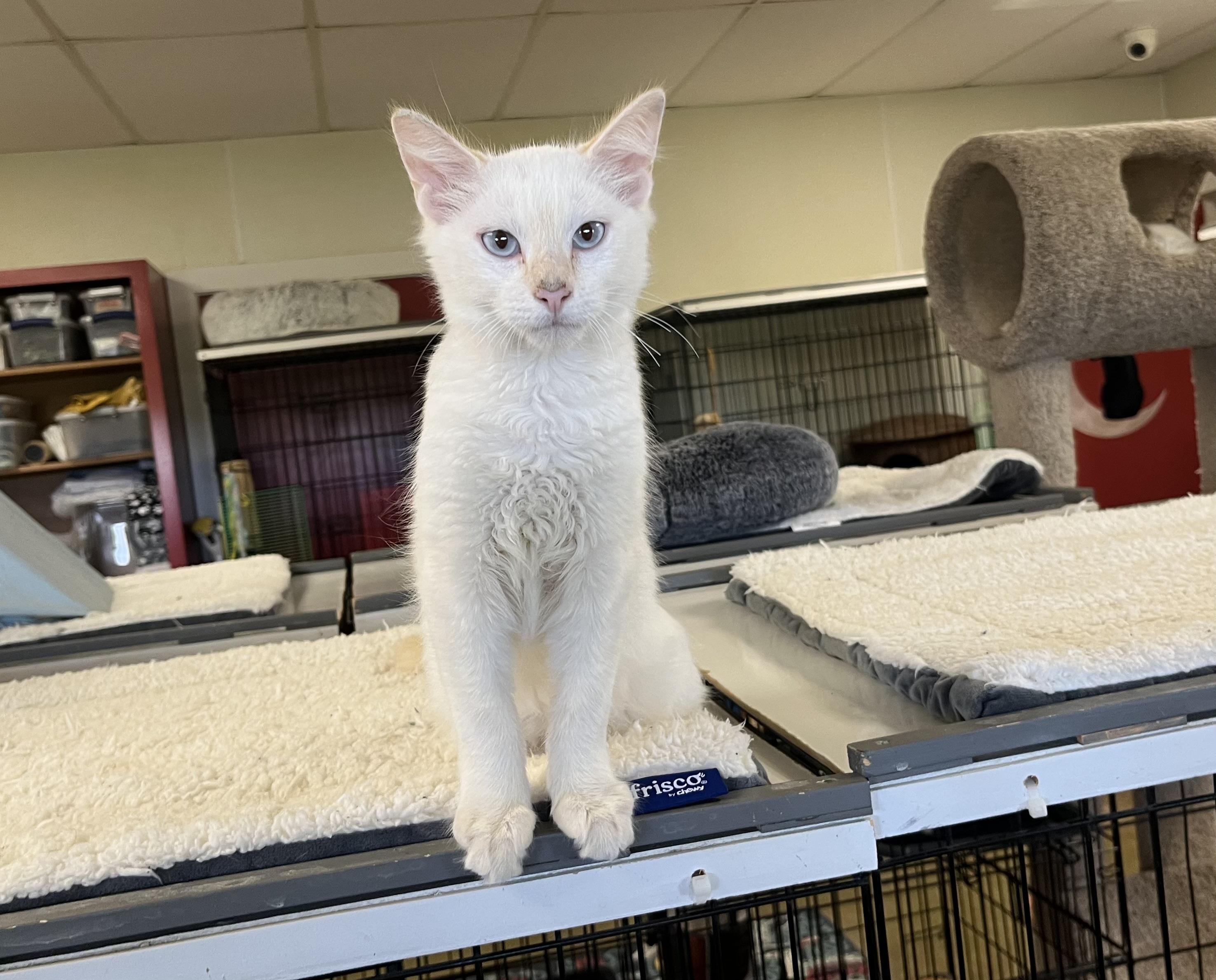 Rhett, a Adoptable mixed breed in Hillsboro, TX image 2/3