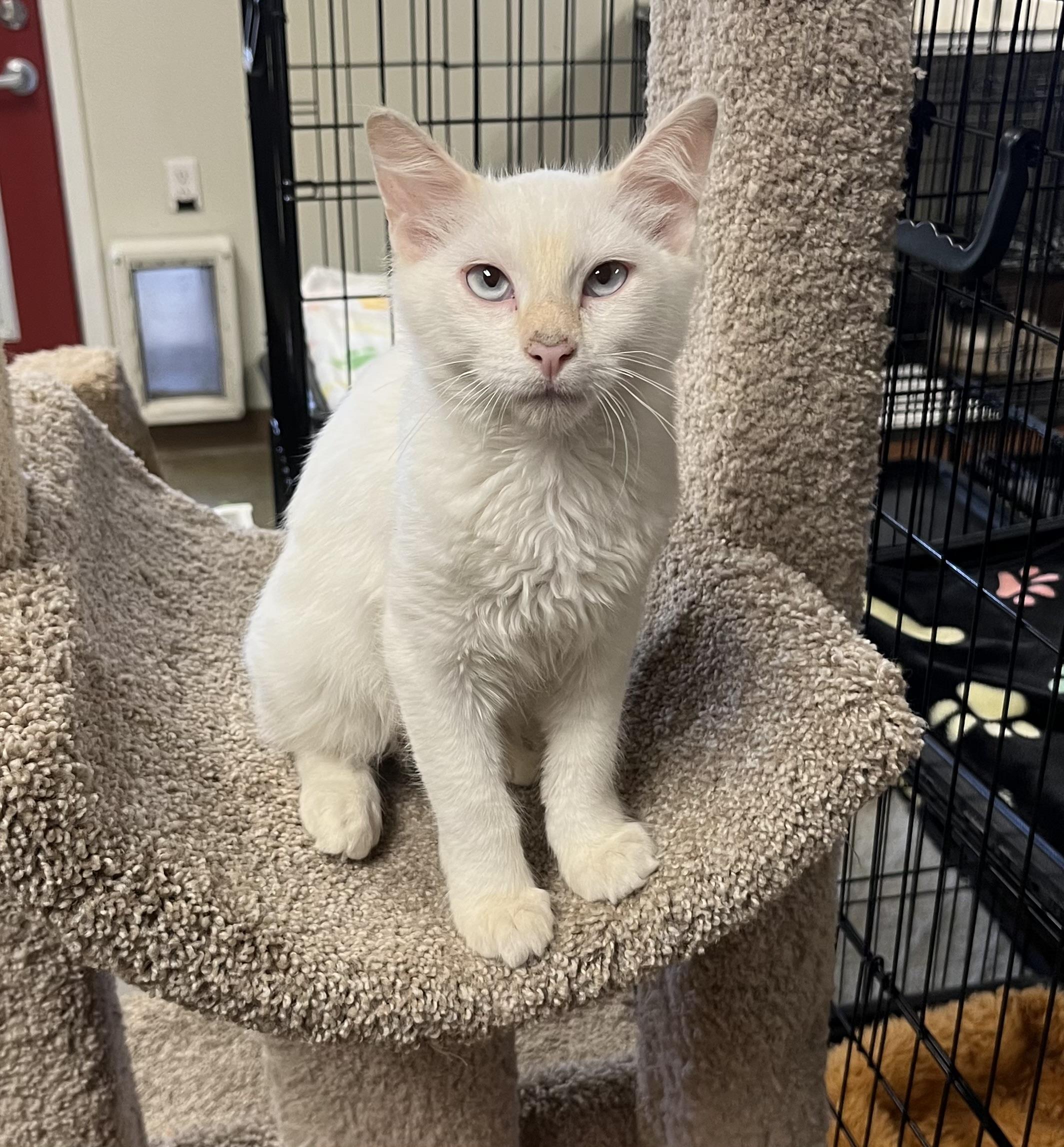Rhett, a Adoptable mixed breed in Hillsboro, TX image 3/3