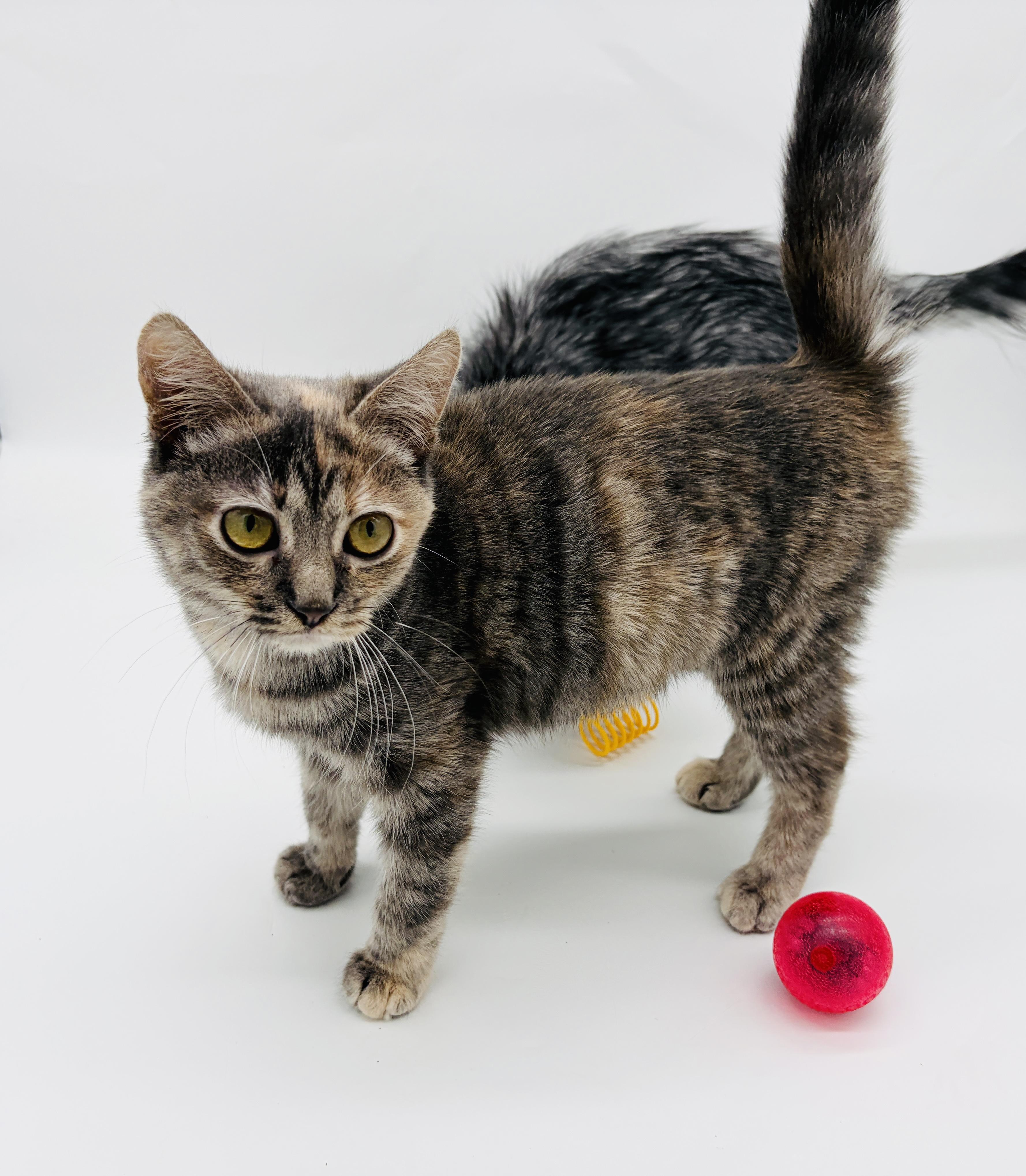 Myka (Mishka) (TINY girl) photo