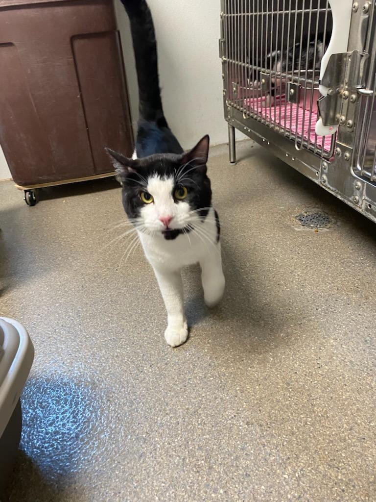 Apollo, Adopted, Young Male Domestic Short Hair.