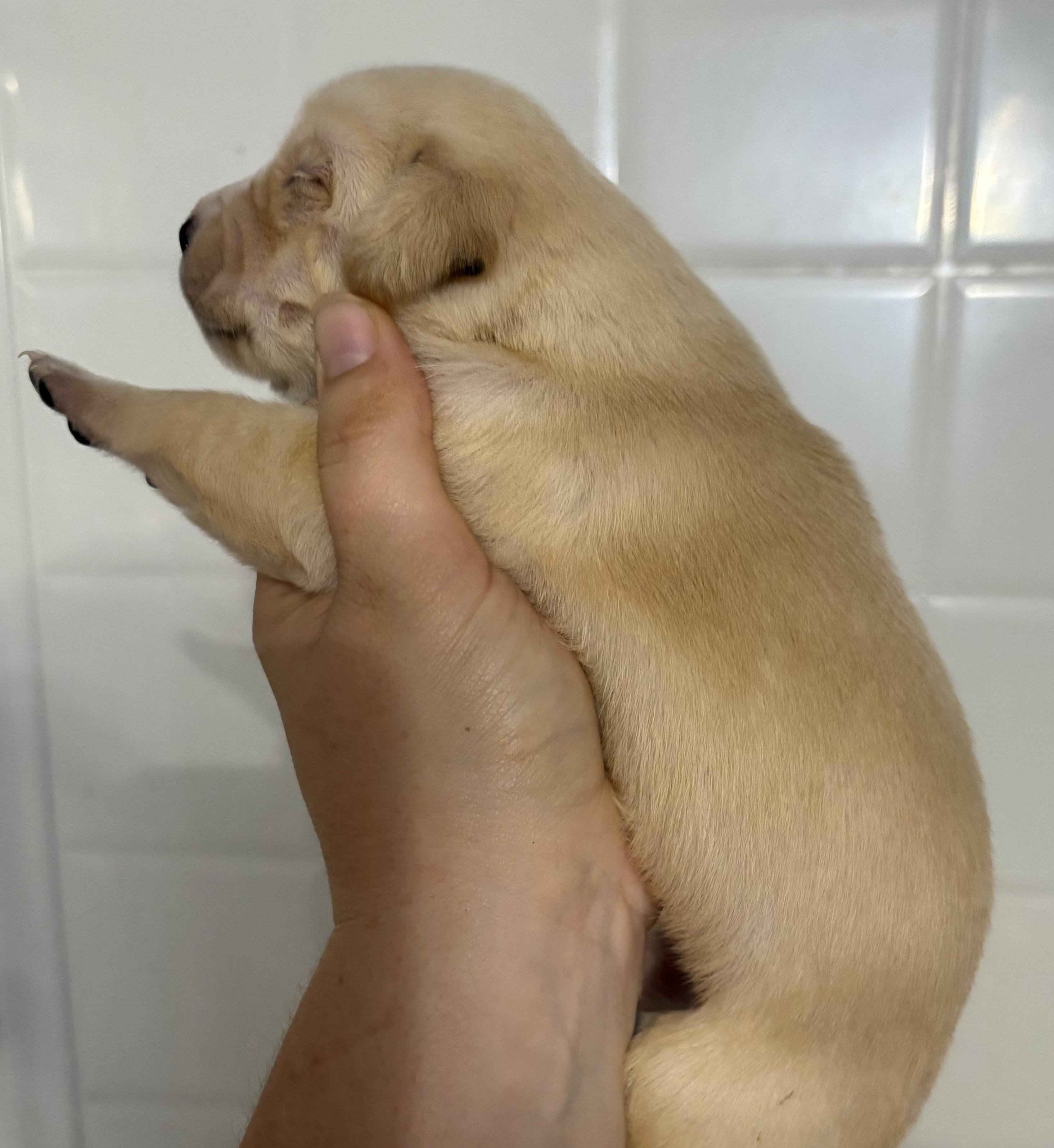 Pumpkin (available soon)