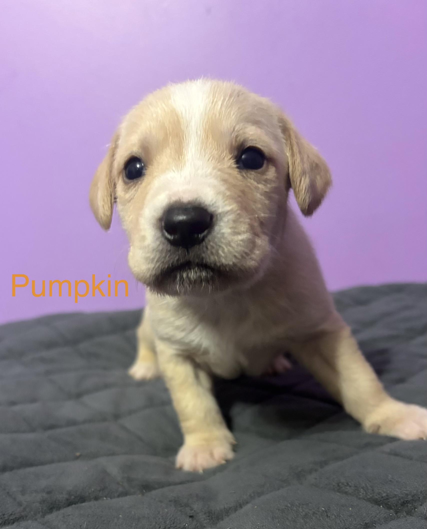 Pumpkin (available soon)