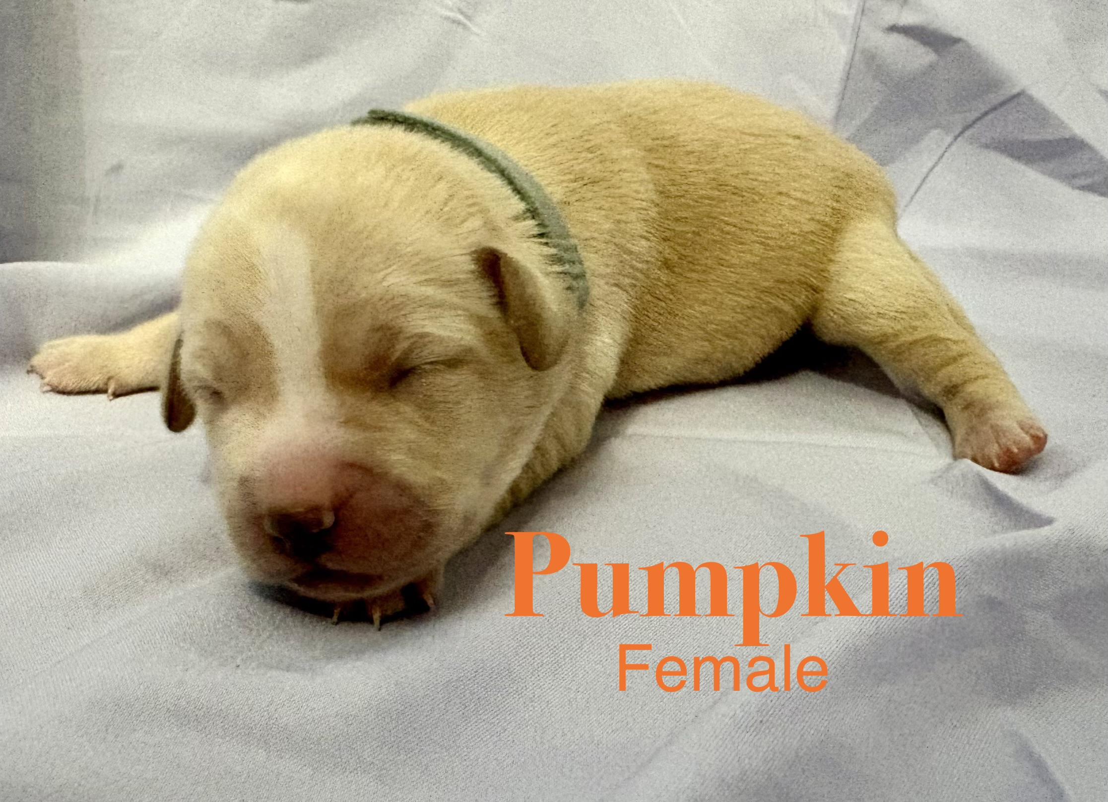 Pumpkin (available soon)