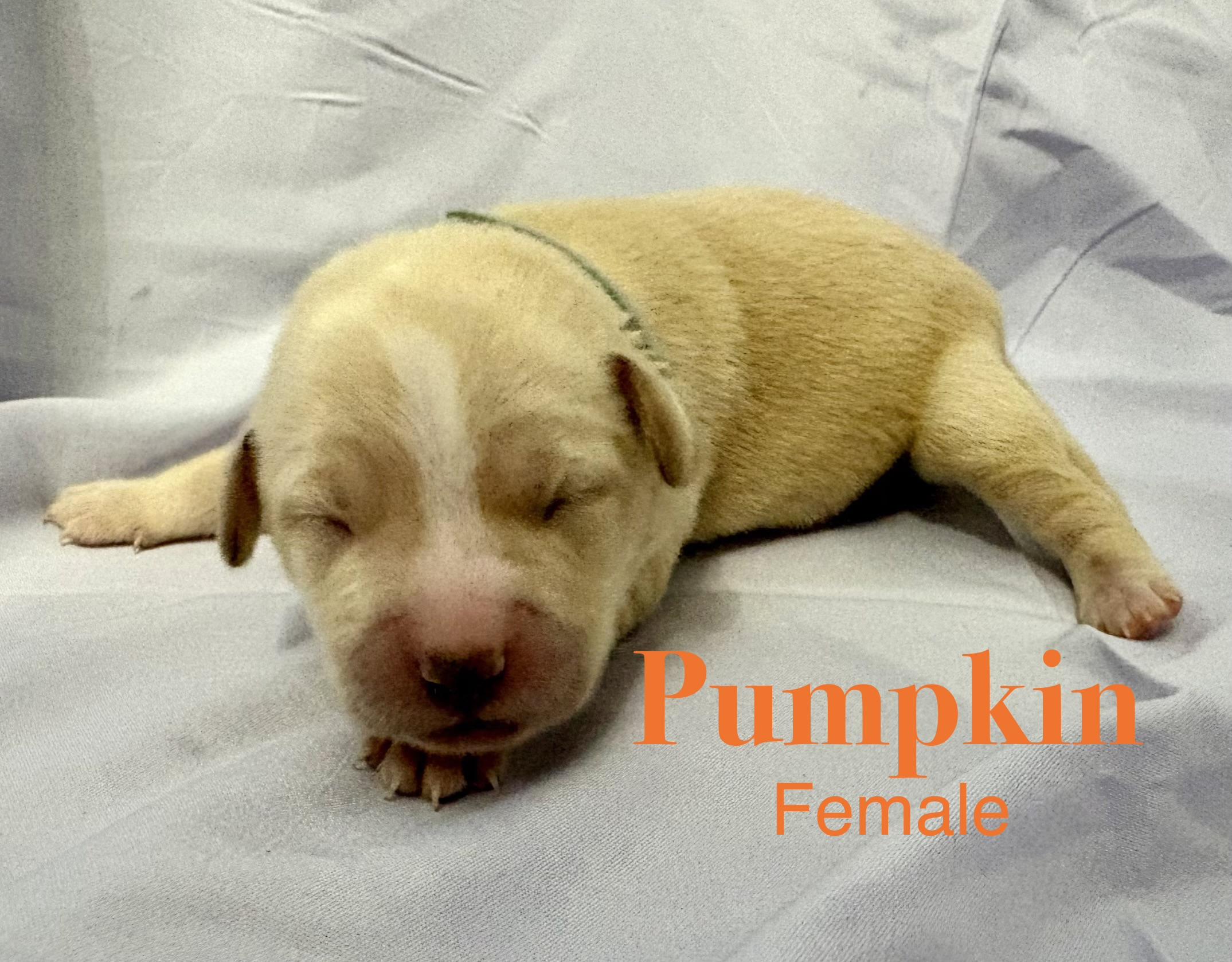 Pumpkin (available soon)