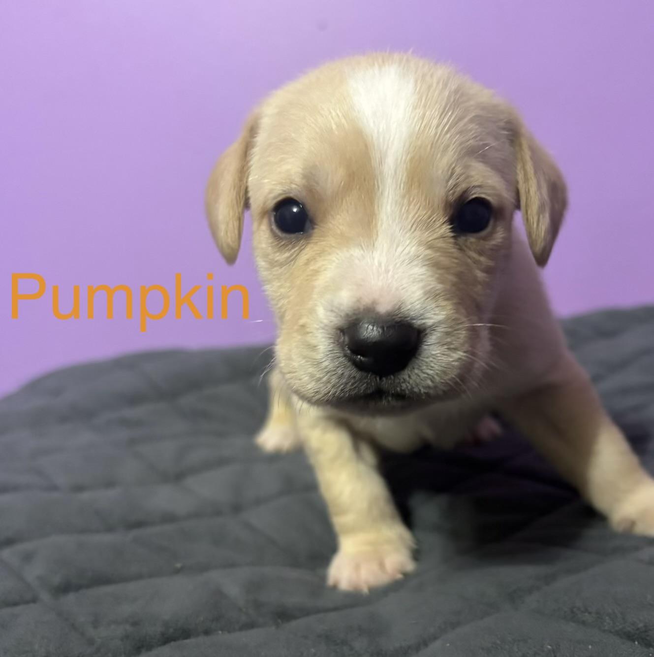 Pumpkin (available soon)