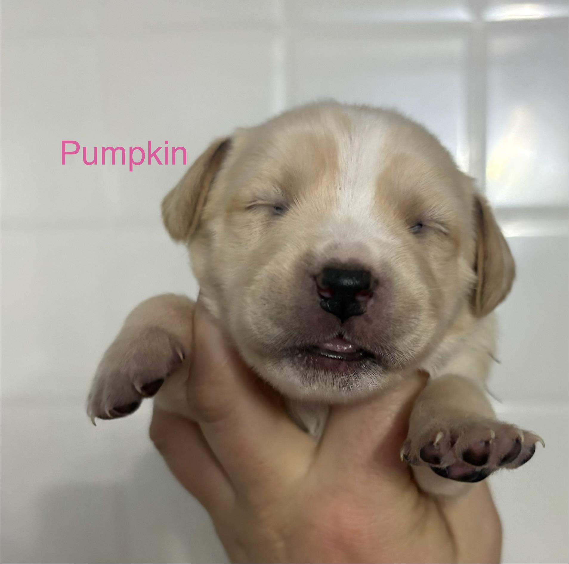 Pumpkin (available soon)