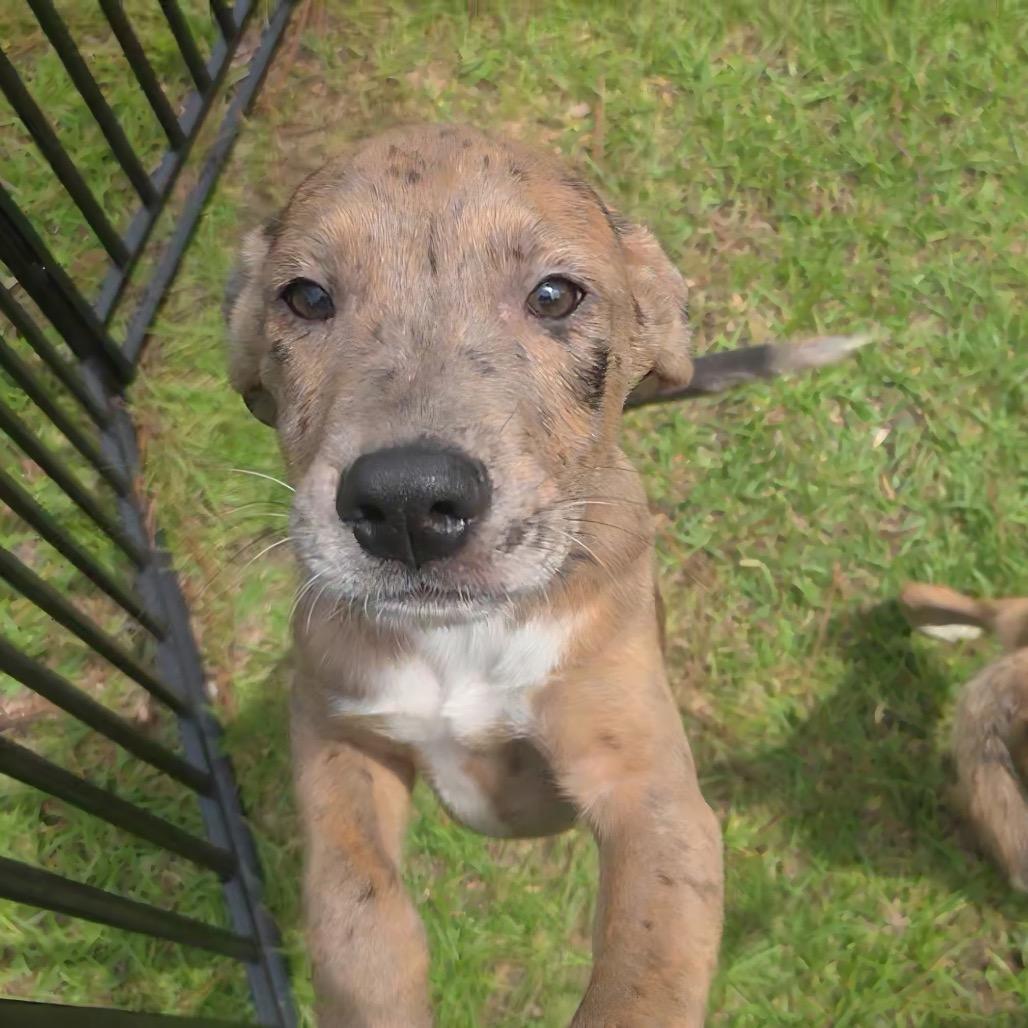 Termite, Adoptable, Puppy Male Hound & Mixed Breed.