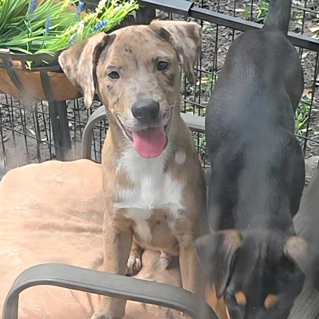 Enlarge Termite, a Adoptable mixed breed in Jersey City, NJ image 2/3