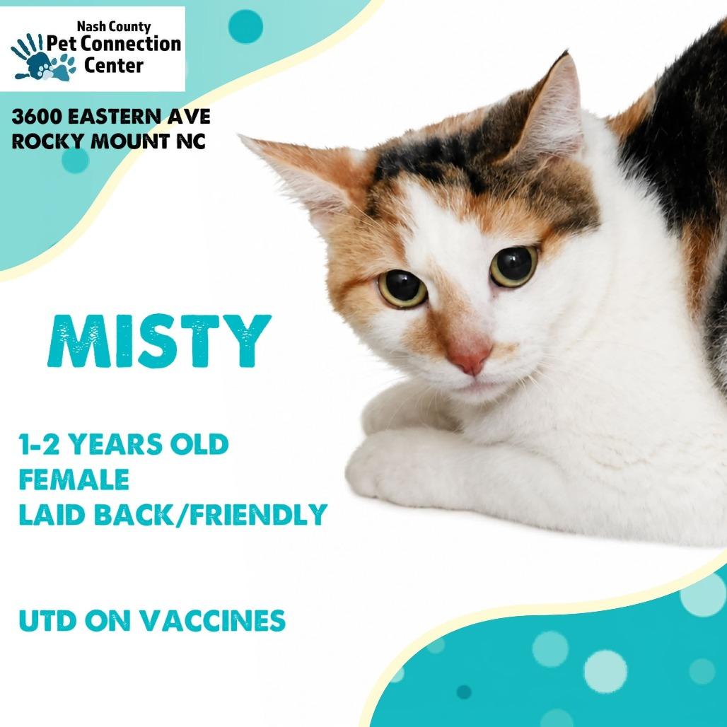Enlarge MISTY  Available NOW - ADOPTION or RESCUE!, a Adoptable Domestic Short Hair in Nashville, NC image 1/1