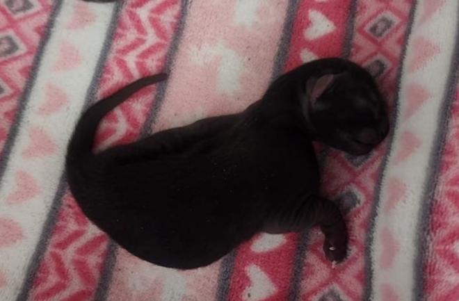 Enlarge Midnight, a Adoptable mixed breed in Brownwood, TX image 1/1