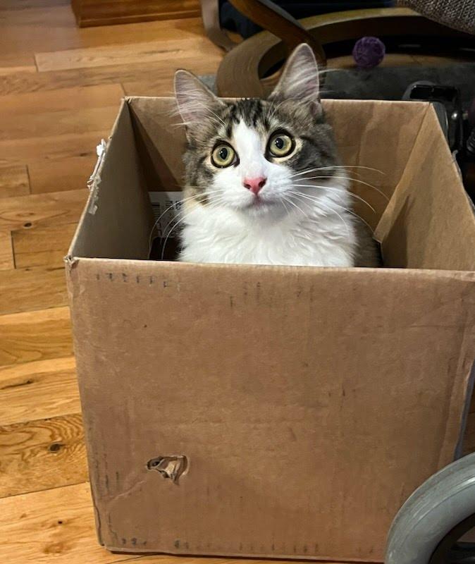 Samson, a Adoptable mixed breed in West Richland, WA image 2/6