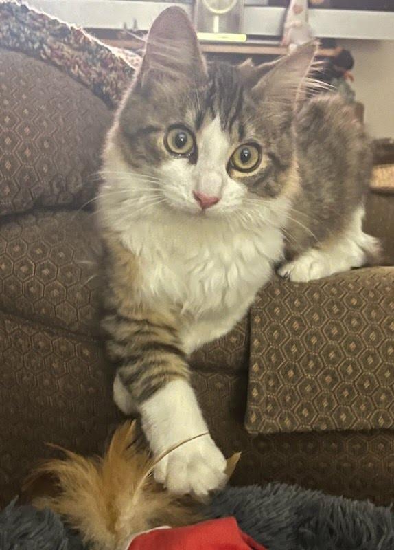 Samson, Adoptable, Young Male Domestic Long Hair.