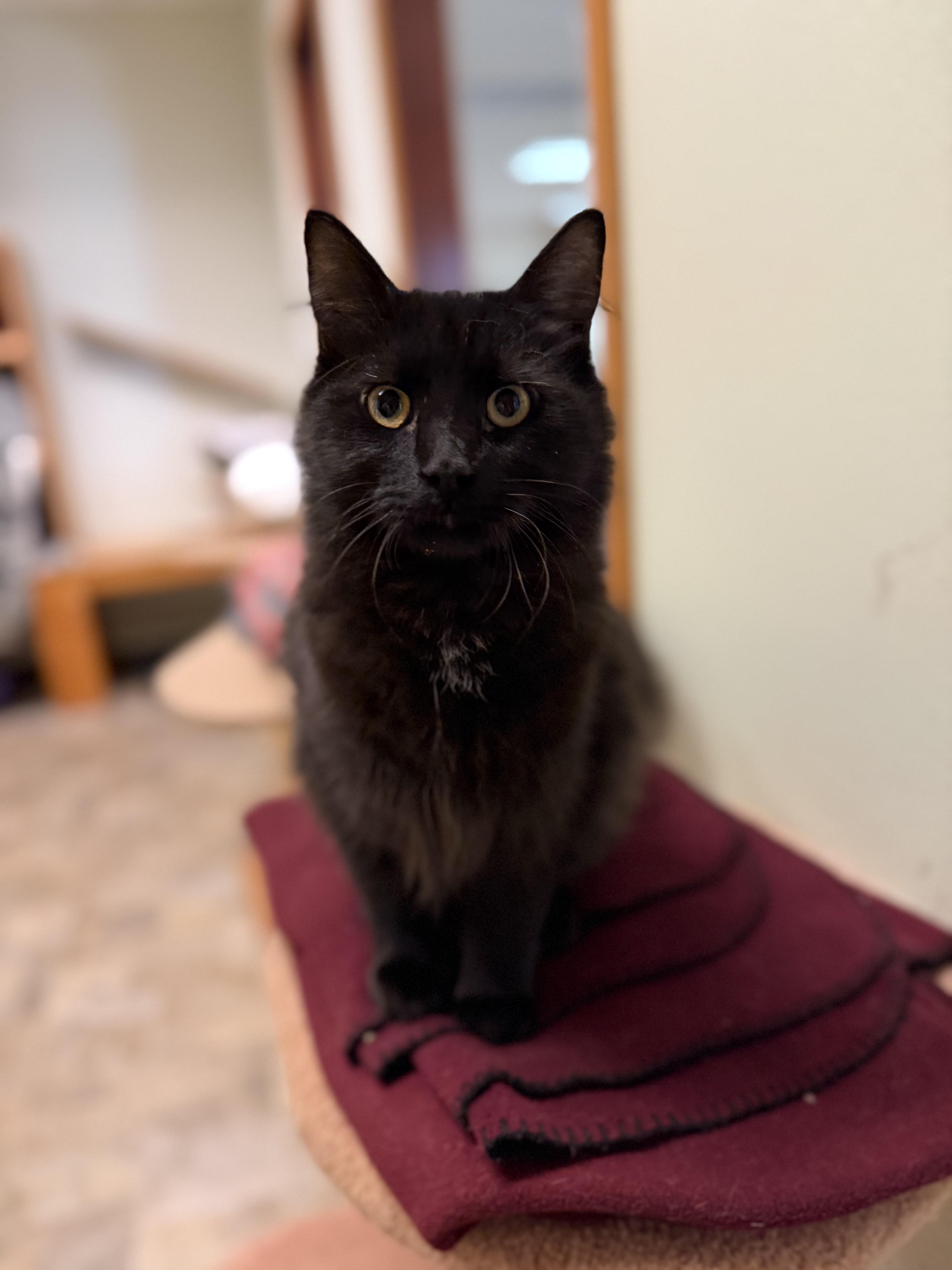 Mr. Chill, Adopted, Adult Male Domestic Long Hair.