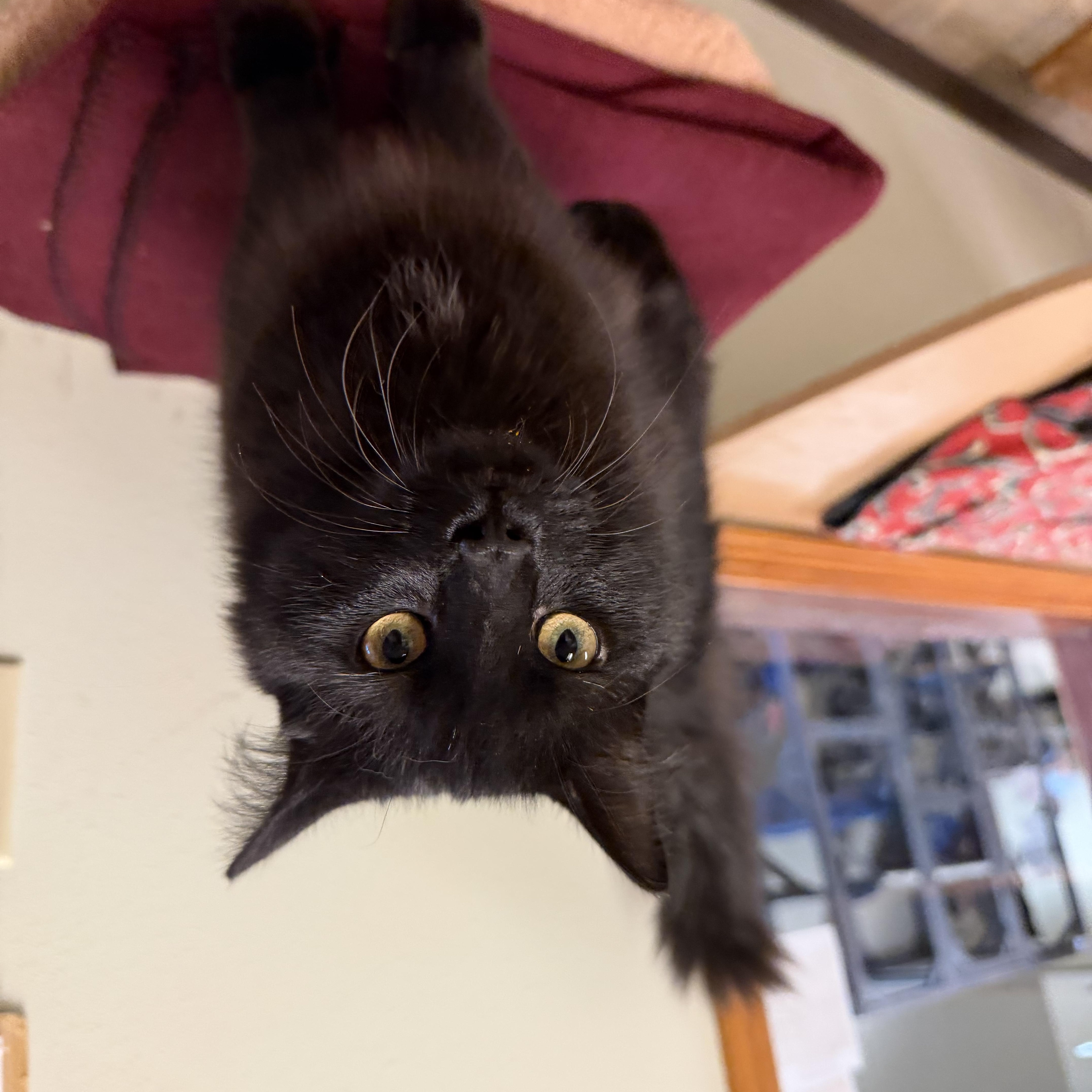 Enlarge Mr. Chill, a Adopted Domestic Long Hair in Dodgeville, WI image 2/2