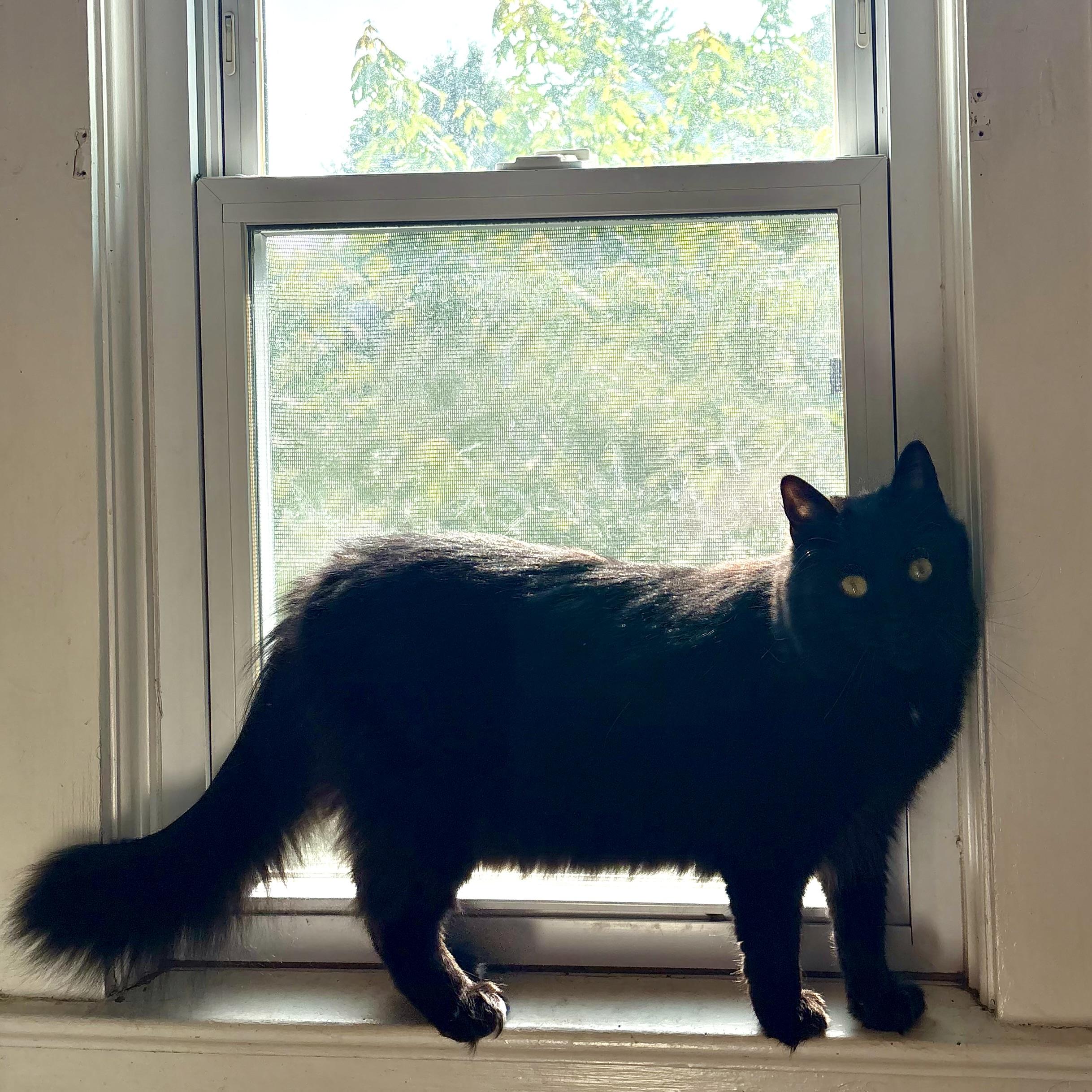 Enlarge Netherite, a Adoptable Domestic Long Hair in Akron, OH image 2/2