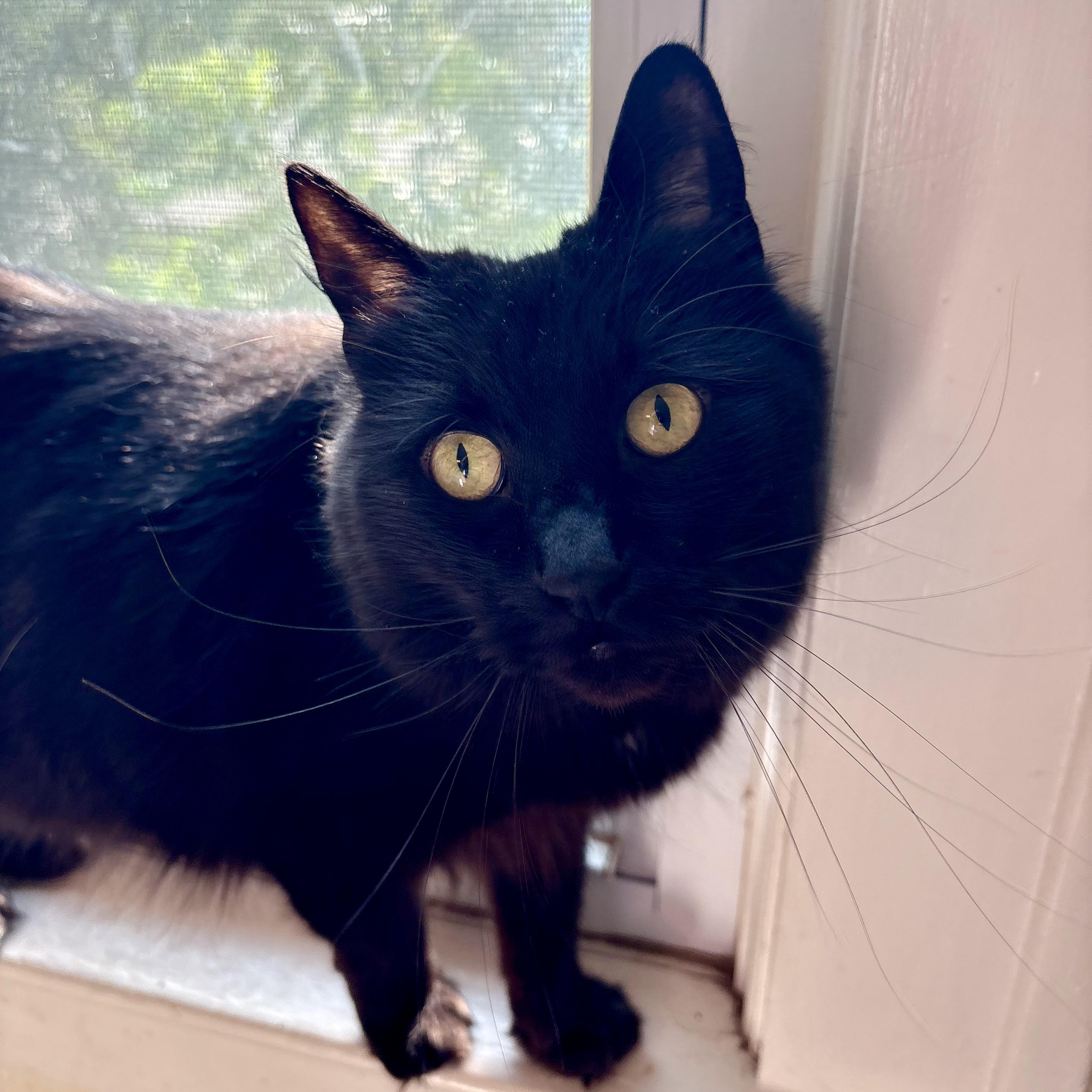 Netherite, Adoptable, Adult Female Domestic Long Hair.