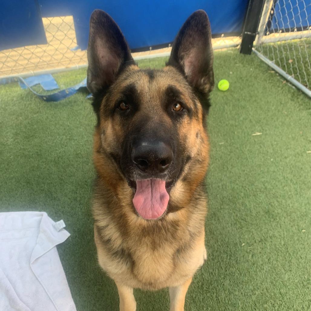 Turbo, Adoptable, Adult Male German Shepherd Dog.