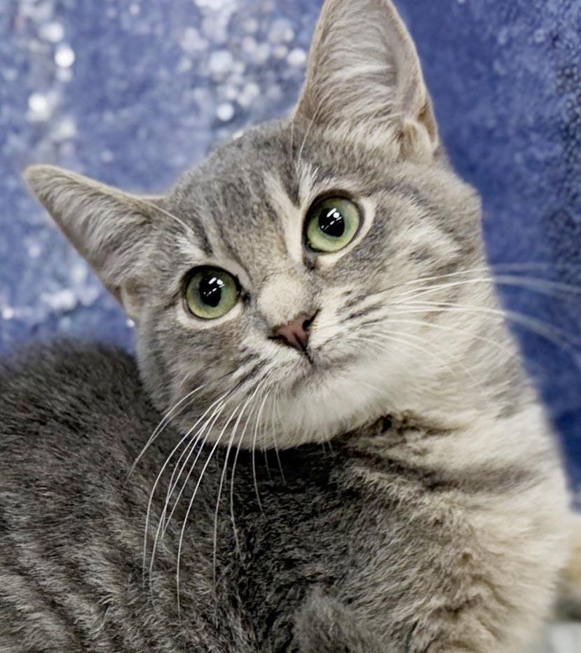 Bess is a BEAUTY - petite silver kitten princess - VIDEO - OLD ENOUGH TO GO SOLO, Adoptable, Kitten Female Silver & Tabby.