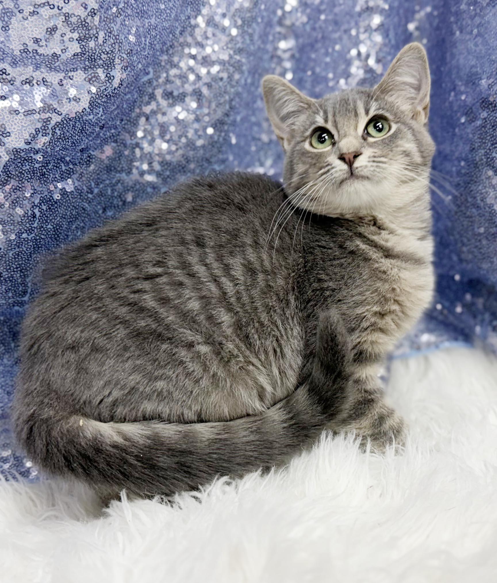 Enlarge Bess is a BEAUTY - petite silver kitten princess - VIDEO - OLD ENOUGH TO GO SOLO, a Adoptable mixed breed in Bedford Hills, NY image 2/6