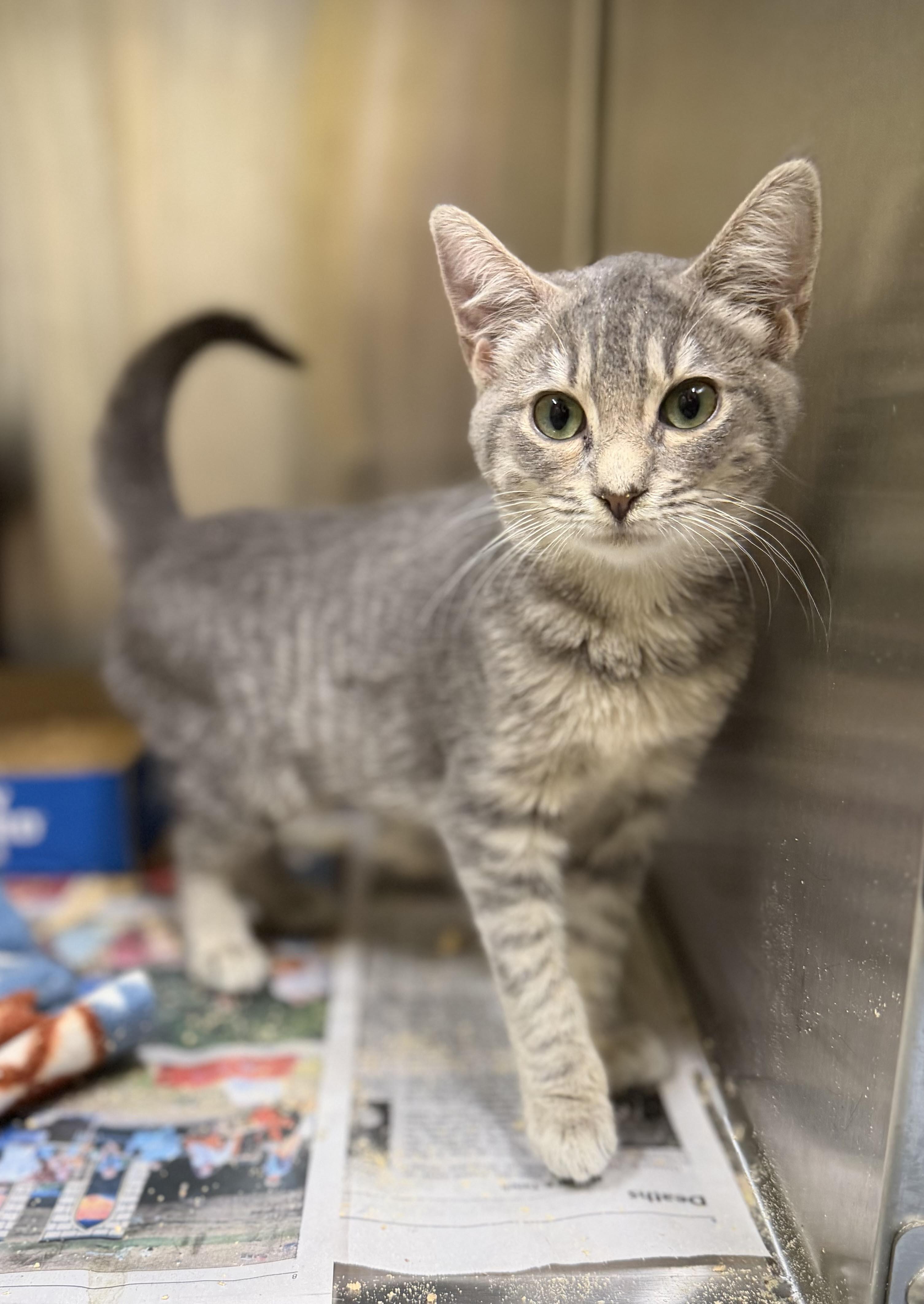 Enlarge Bess is a BEAUTY - petite silver kitten princess - VIDEO - OLD ENOUGH TO GO SOLO, a Adoptable mixed breed in Bedford Hills, NY image 3/6