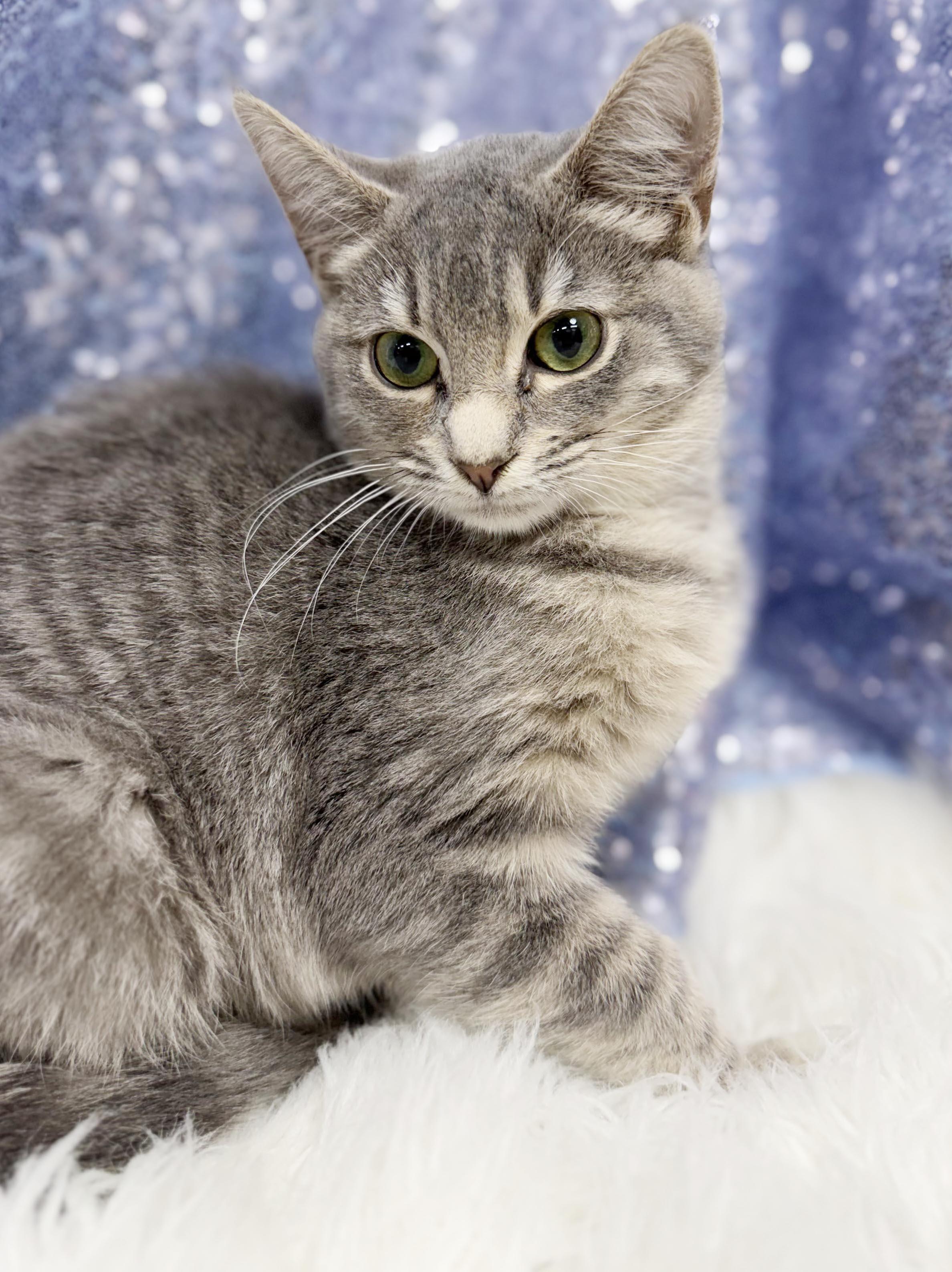 Enlarge Bess is a BEAUTY - petite silver kitten princess - VIDEO - OLD ENOUGH TO GO SOLO, a Adoptable mixed breed in Bedford Hills, NY image 5/6