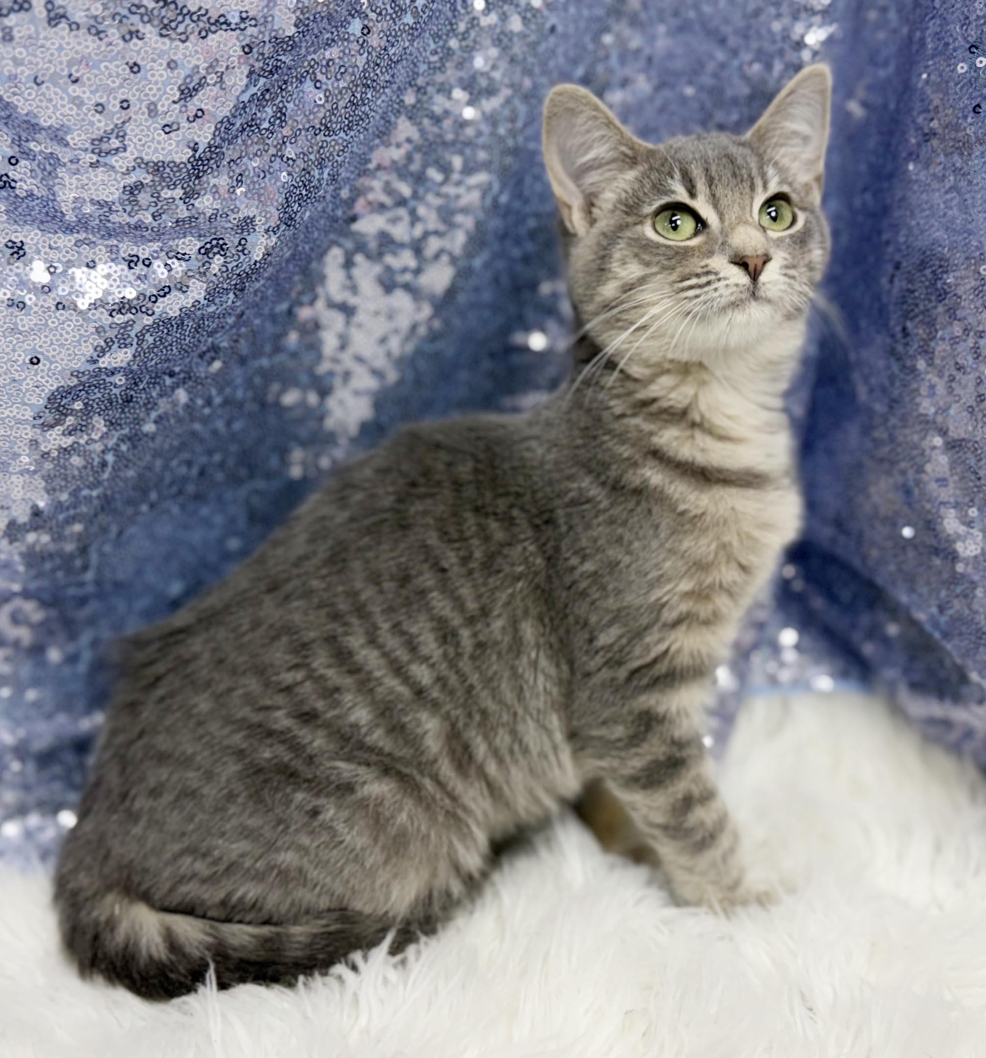 Enlarge Bess is a BEAUTY - petite silver kitten princess - VIDEO - OLD ENOUGH TO GO SOLO, a Adoptable mixed breed in Bedford Hills, NY image 6/6