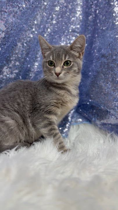 Enlarge Bess is a BEAUTY - petite silver kitten princess - VIDEO - OLD ENOUGH TO GO SOLO, a Adoptable mixed breed in Bedford Hills, NY video 4/6