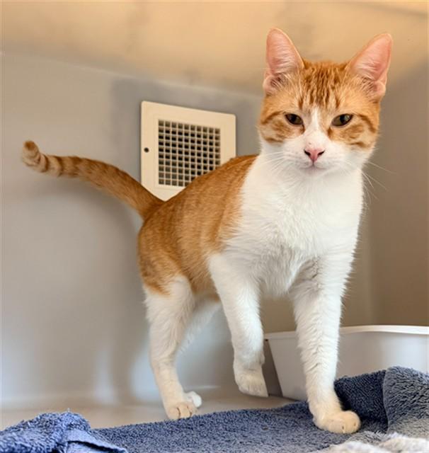 Enlarge STILES, a Adoptable Domestic Short Hair in Statesville, NC image 1/1