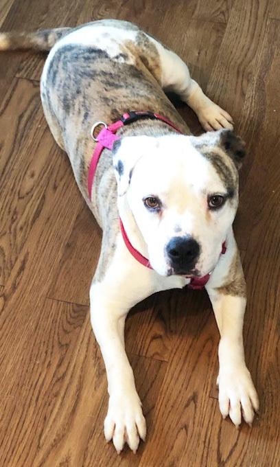 Enlarge Sunday (CP), a Adoptable Terrier in Dallas, TX image 1/4