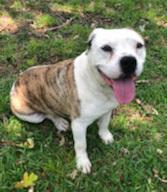 Enlarge Sunday (CP), a Adoptable Terrier in Dallas, TX image 2/4