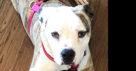 Enlarge Sunday (CP), a Adoptable Terrier in Dallas, TX image 3/4