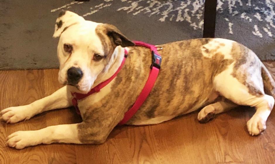 Enlarge Sunday (CP), a Adoptable Terrier in Dallas, TX image 4/4