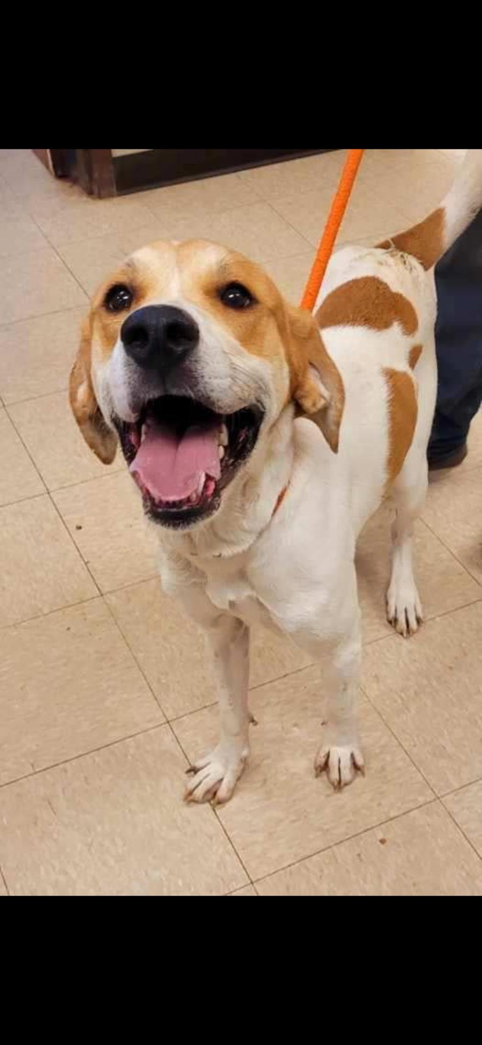 Cletus, Adoptable, Adult Male American Foxhound & Treeing Walker Coonhound.