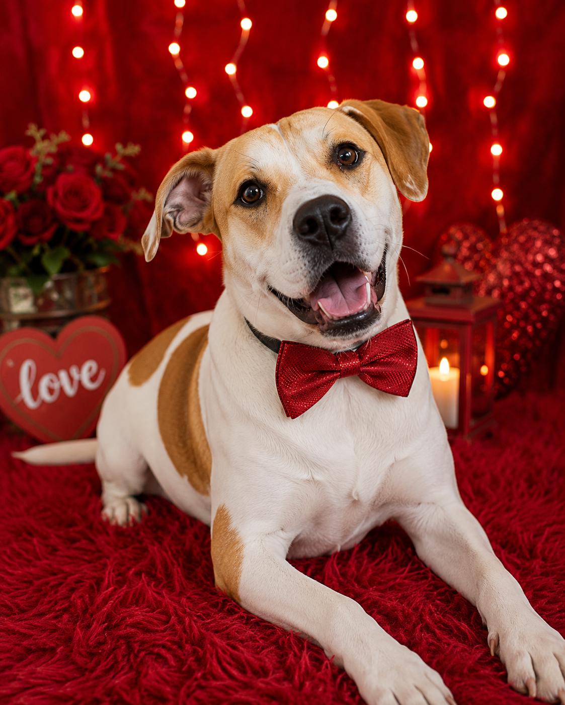 Enlarge Cletus, a Adoptable mixed breed in merrillville, IN image 2/6