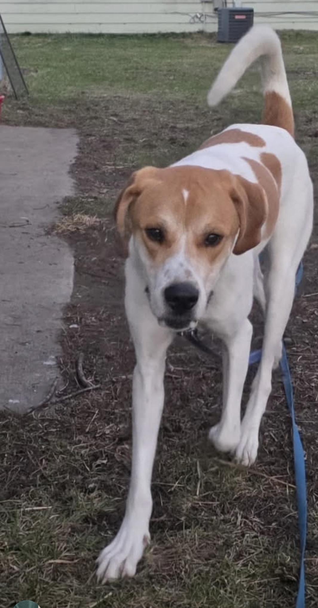 Enlarge Cletus, a Adoptable mixed breed in merrillville, IN image 3/6