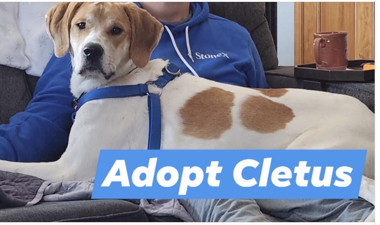 Enlarge Cletus, a Adoptable mixed breed in merrillville, IN image 4/6